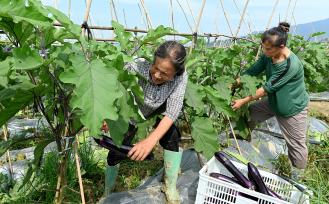 湖南邵阳：农民在蔬菜基地采收茄子