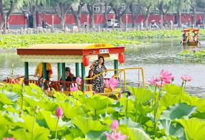 北京：北海公园荷花盛开 市民泛舟赏景