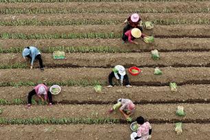 安徽亳州：夏日种植药材助增收
