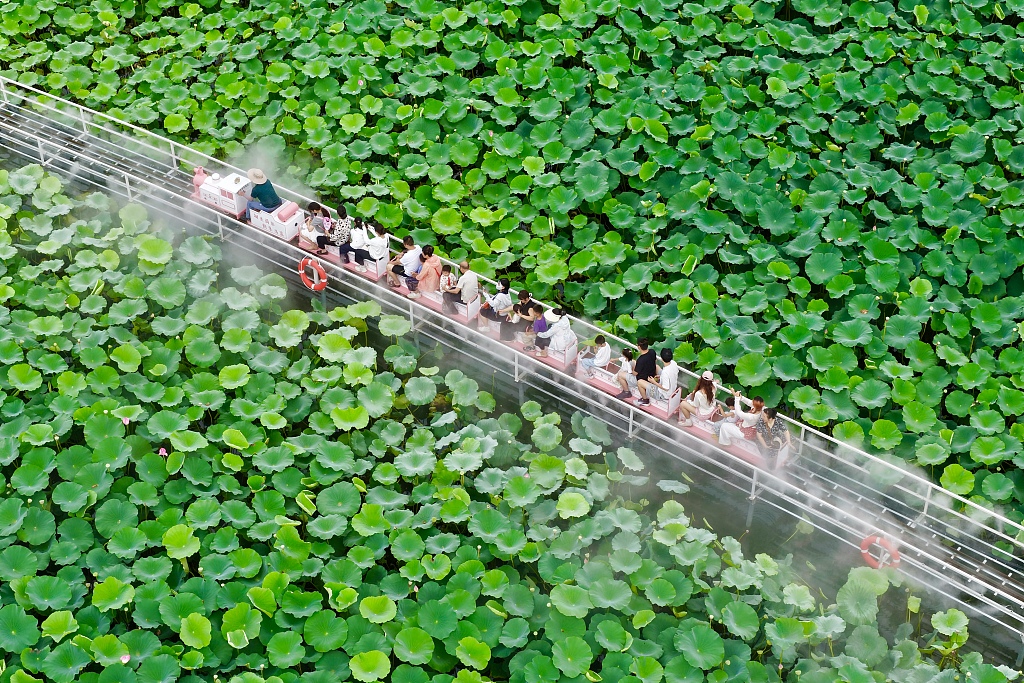 小火车穿行荷塘间 合肥城市公园解锁夏日浪漫