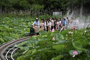 小火车穿行荷塘间 合肥城市公园解锁夏日浪漫