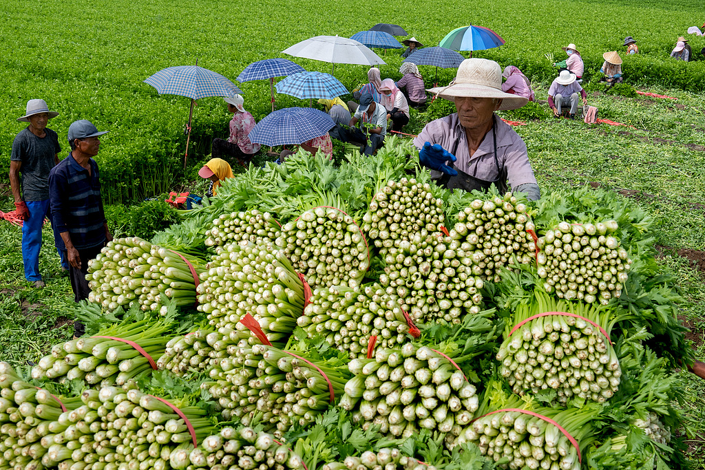 山东高青：芹菜迎来集中采收