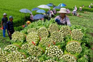 山东高青：芹菜迎来集中采收