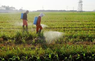 河北石家庄：农民在田间管护玉米苗