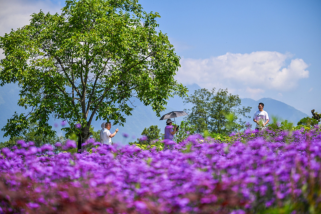 四川甘孜州：游客畅游古鲁海花海