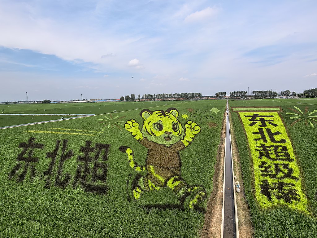 辽宁沈阳：巨幅稻田画鲜活定格东北足球文化