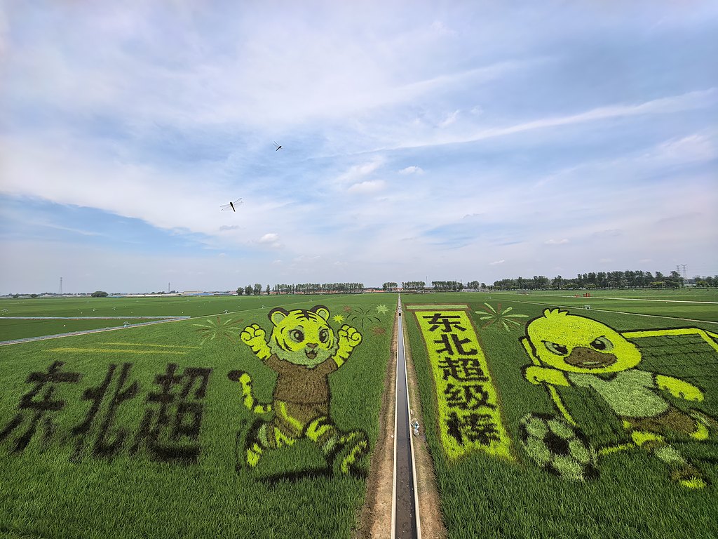 辽宁沈阳：巨幅稻田画鲜活定格东北足球文化