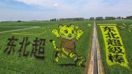 辽宁沈阳：巨幅稻田画鲜活定格东北足球文化