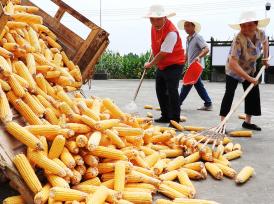 四川达州：农民晾晒刚收获的玉米