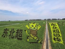 辽宁沈阳：巨幅稻田画鲜活定格东北足球文化