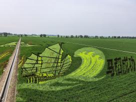 辽宁沈阳：巨幅稻田画鲜活定格东北足球文化