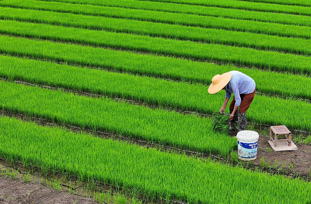 江西吉安：农民在育秧田起秧并准备移栽