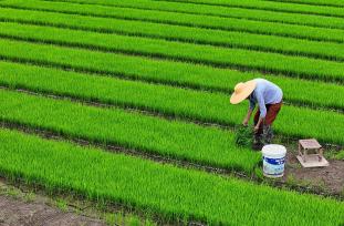 江西吉安：农民在育秧田起秧并准备移栽