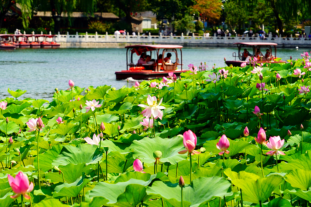 北京：什刹海荷花盛放 市民乘船赏景