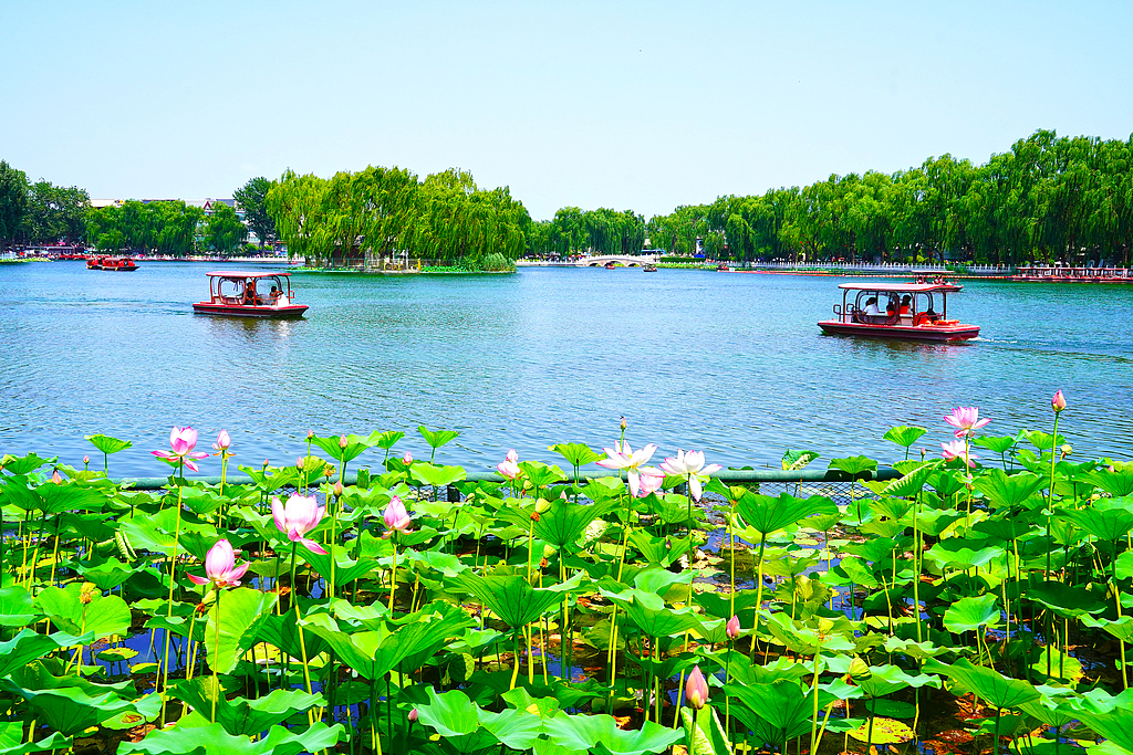 北京：什刹海荷花盛放 市民乘船赏景