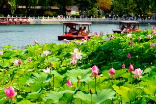 北京：什刹海荷花盛放 市民乘船赏景