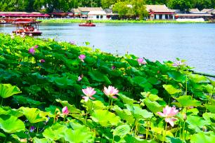 北京：什刹海荷花盛放 市民乘船赏景