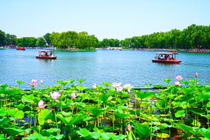 北京：什刹海荷花盛放 市民乘船赏景