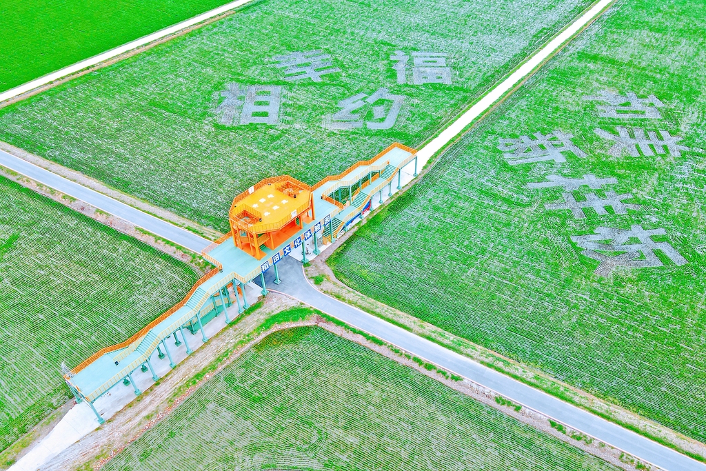 江苏南通：高标准农田绘就乡村生态画卷