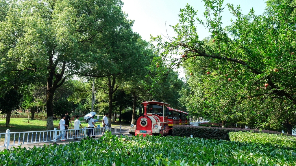 湖南长沙：橘子洲景区暑期旅游持续升温