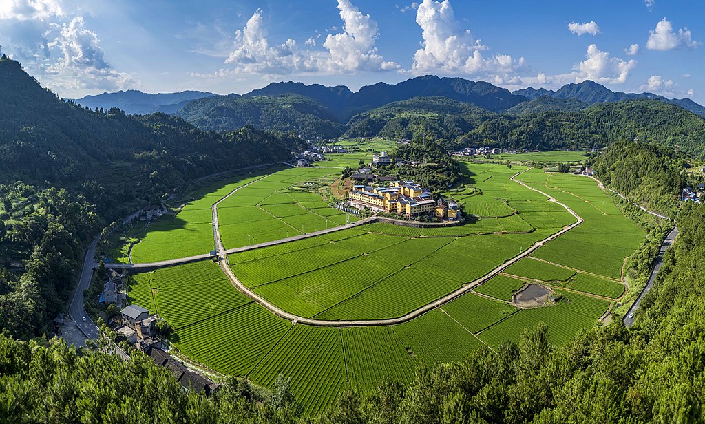 贵州岑巩：水稻制种基地绿意盎然