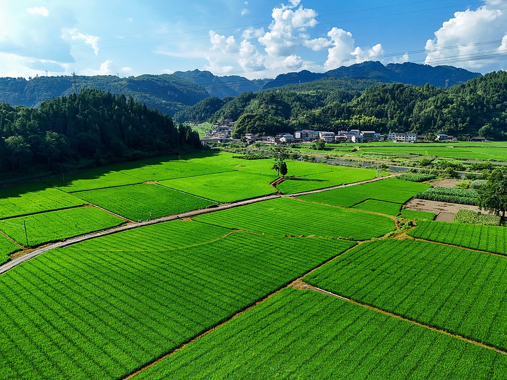 贵州岑巩：水稻制种基地绿意盎然
