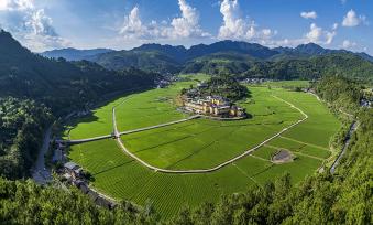 贵州岑巩：水稻制种基地绿意盎然