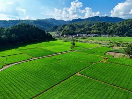 贵州岑巩：水稻制种基地绿意盎然