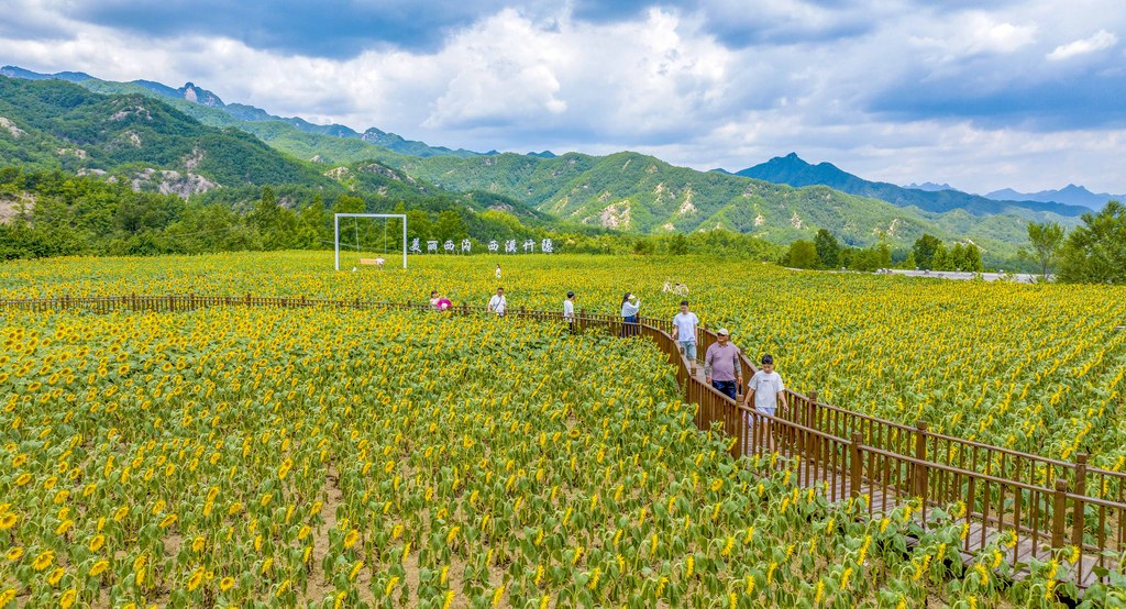 河南洛阳：油葵花海助推农旅融合