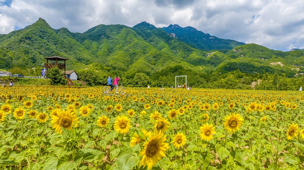 河南洛阳：油葵花海助推农旅融合