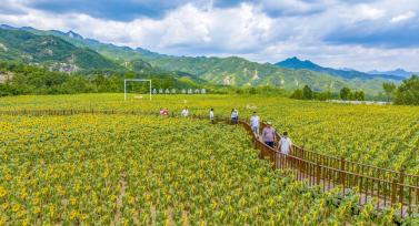 河南洛阳：油葵花海助推农旅融合
