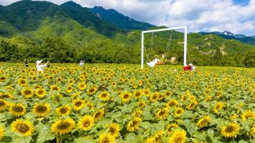 河南洛阳：油葵花海助推农旅融合