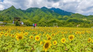河南洛阳：油葵花海助推农旅融合