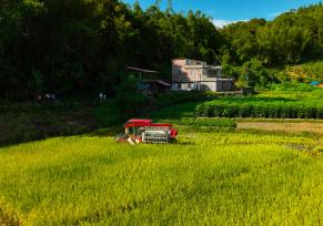 广西梧州：机械化设备助力夏收