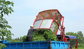 江西泰和：智能机械采收夏茶