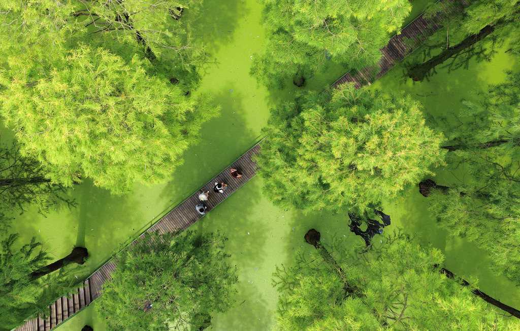 江苏扬州：湿地公园“水上森林”葱郁清凉