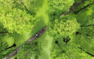 江苏扬州：湿地公园“水上森林”葱郁清凉
