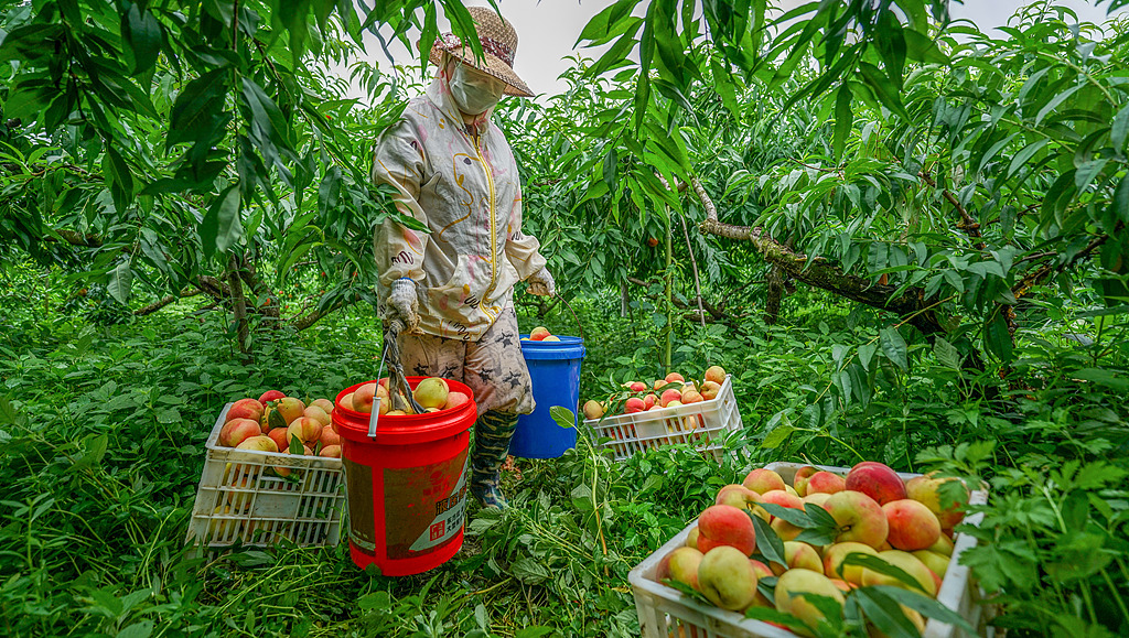 江苏泗洪：乡村水蜜桃喜获丰收