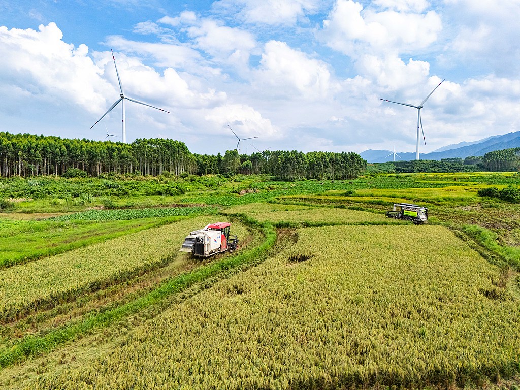 广西贺州：大暑将至 村民抢收早稻