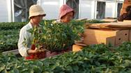河南安阳：育苗订单助农增收