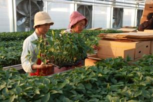河南安阳：育苗订单助农增收