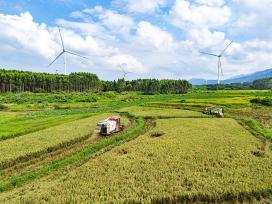 广西贺州：大暑将至 村民抢收早稻