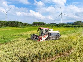 广西贺州：大暑将至 村民抢收早稻
