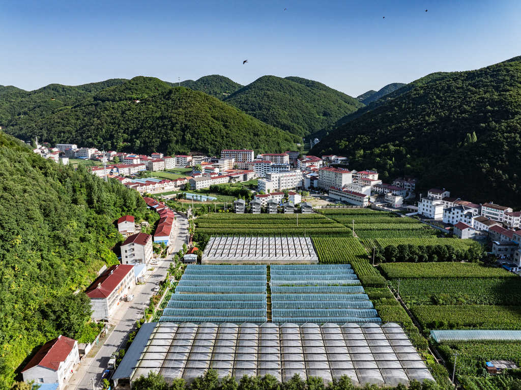 湖北襄阳：高山蔬菜助农增收