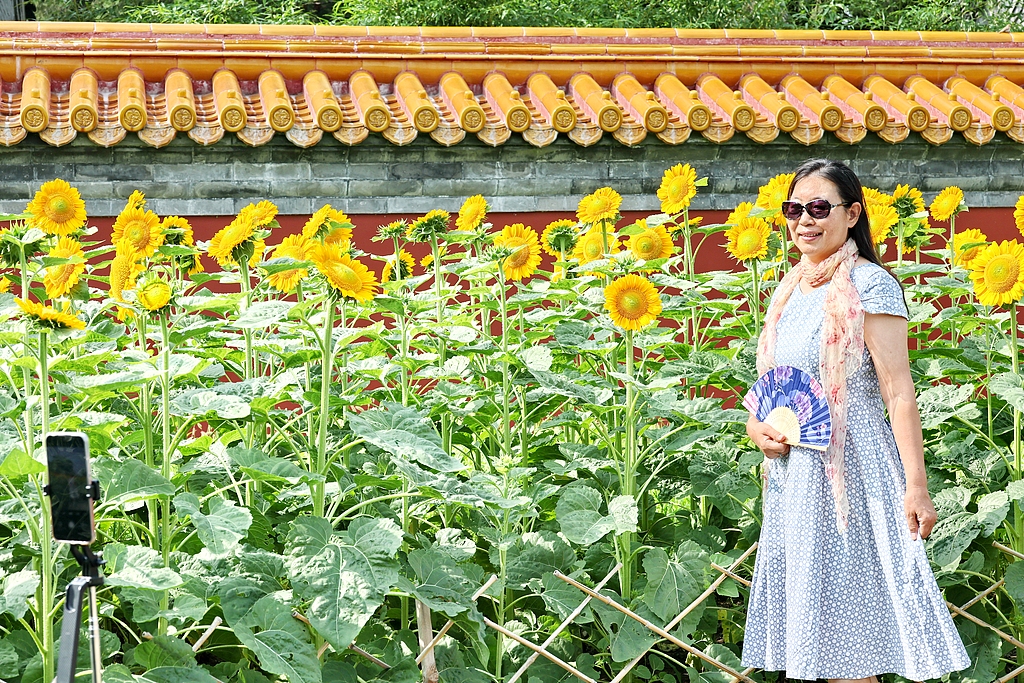 北京：景山公园向日葵花海吸引市民打卡拍照
