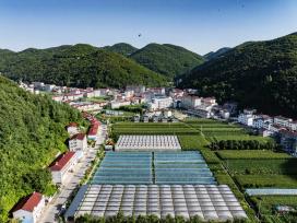 湖北襄阳：高山蔬菜助农增收