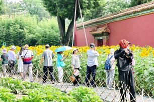 北京：景山公园向日葵花海吸引市民打卡拍照