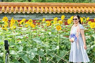 北京：景山公园向日葵花海吸引市民打卡拍照