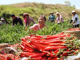 四川达州：富硒辣椒喜获丰收