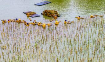 江苏宿迁：工人插栽芦苇修复湿地生态